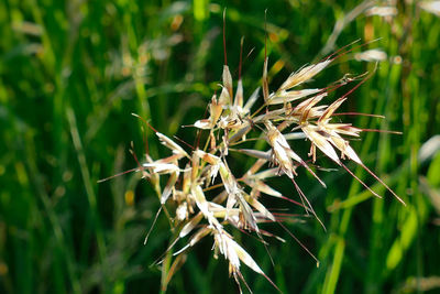 Close-up of wilted plant on field