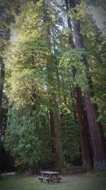 Trees growing in forest