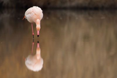 Flamingos in the camarque in southern france, wildlife provence