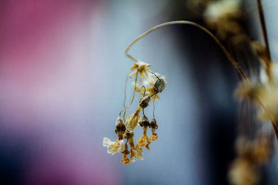 Close-up of dried flowers
