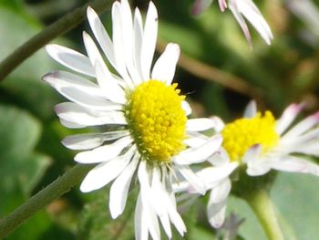 Close-up of white daisy blooming outdoors