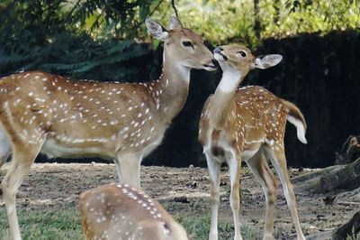 Close-up of deer on field