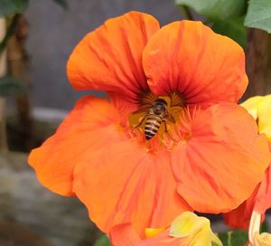 Close-up of bee pollinating on flower