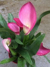 Close-up of pink flower blooming outdoors