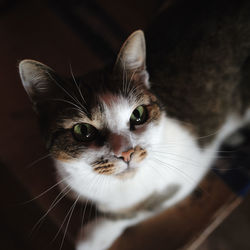 Close-up portrait of a cat