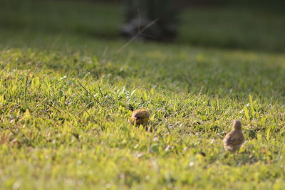 View of birds on field