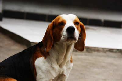 Close-up portrait of a dog