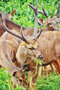 Close-up of deer on field