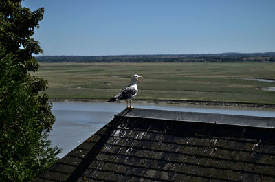 Seagull perching on rooftop against sky