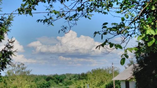Low angle view of trees against sky