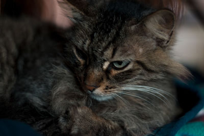 Close-up of a cat