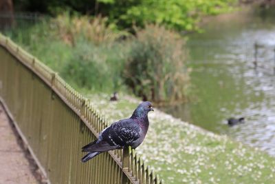 Bird perching on a lake