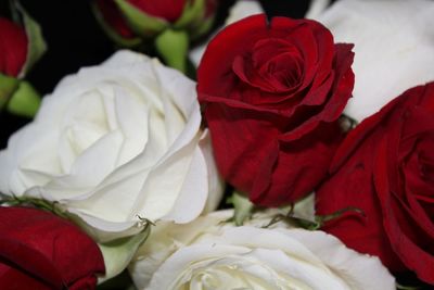 Close-up of rose bouquet