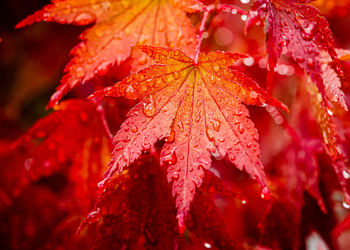 Close-up of raindrops on maple leaves