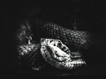 Close-up of a turtle