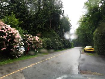 Road passing through forest