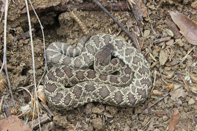 Close-up of lizard on land