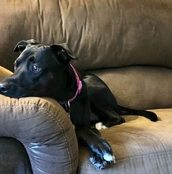 Dog lying on sofa at home