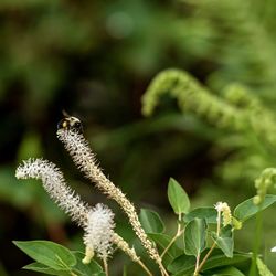 Close-up of insect on plant