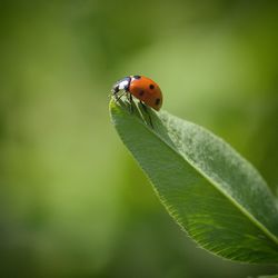 Close-up of ladybug on leaf