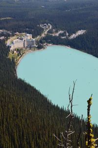 High angle view of trees and buildings