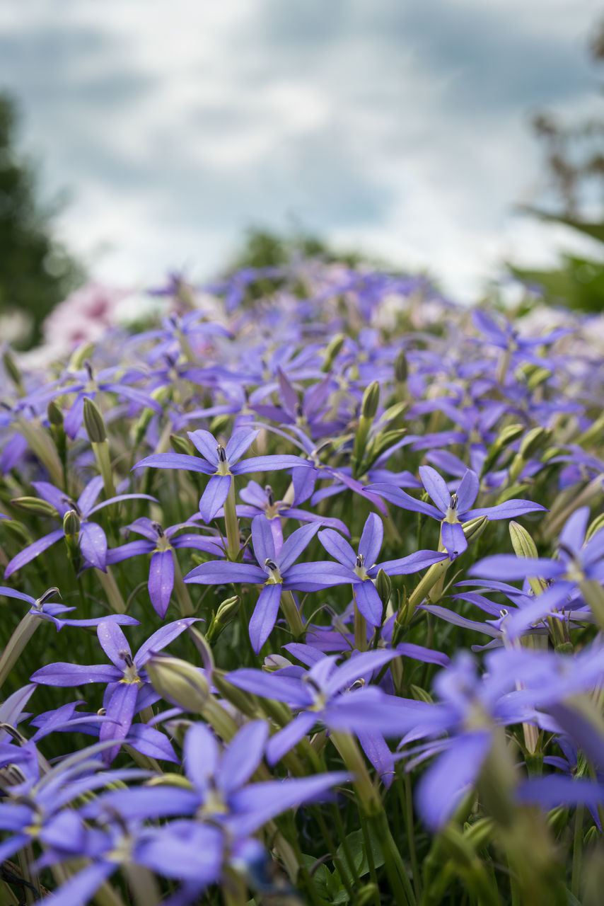 CLOSE-UP OF PURPLE FLOWERING PLANT