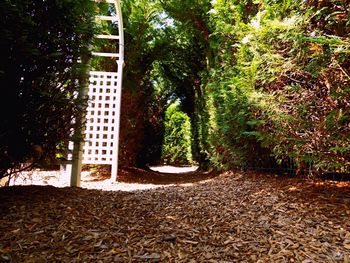 View of trees and plants