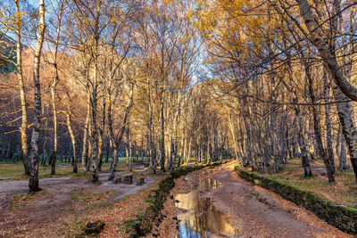 Road amidst bare trees in forest