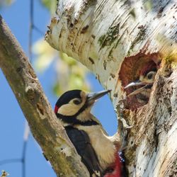 Low angle view of bird perching on tree