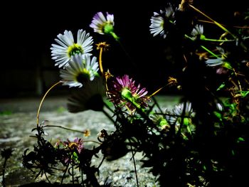 Close-up of flowers blooming outdoors