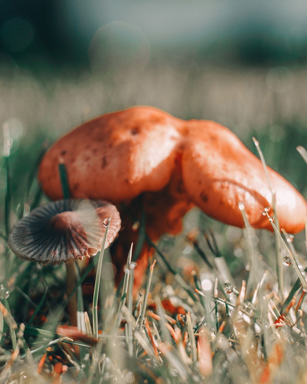 food, plant, vegetable, nature, macro photography, fungus, mushroom, close-up, growth, food and drink, land, no people, selective focus, freshness, day, outdoors, grass, autumn, beauty in nature, forest