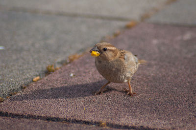 Close-up of sparrow perching on road