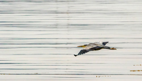 Bird flying over lake