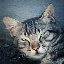 Close-up portrait of stray cat lying on street