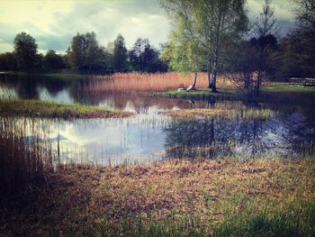 Reflection of trees in lake