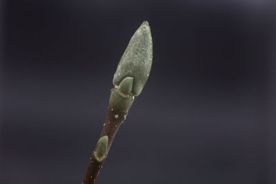 Close-up of plant against gray background