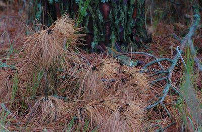 Close-up of wilted plant on field in forest