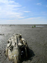 Close-up of driftwood on beach