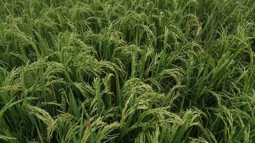 Full frame shot of corn field