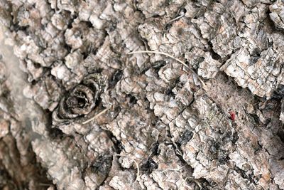 Full frame shot of tree trunk