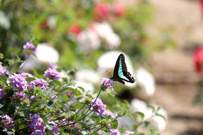 Close-up of butterfly pollinating on flower