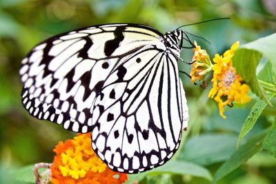 Close-up of butterfly perching on plant