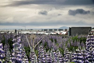 Plants growing on field against cloudy sky