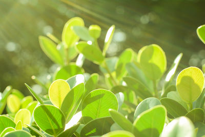 Close-up of green leaves