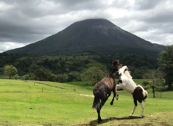 Horses in a field