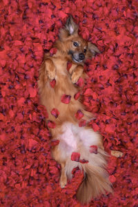 High angle portrait of brown dog on red artificial flowers