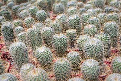 Full frame shot of cactus for sale in market