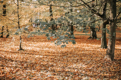 View of trees in forest