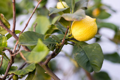 Close-up of fruit growing on tree