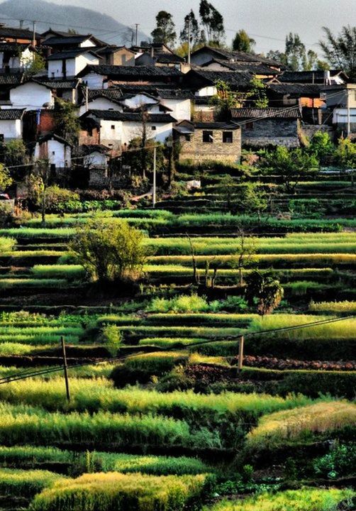 grass, building exterior, built structure, architecture, green color, field, house, growth, plant, nature, landscape, grassy, tree, rural scene, residential structure, green, outdoors, tranquility, tranquil scene, day